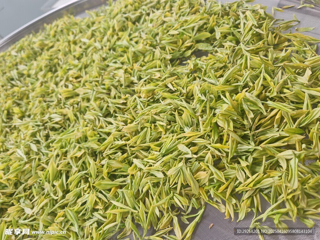 黄金茶