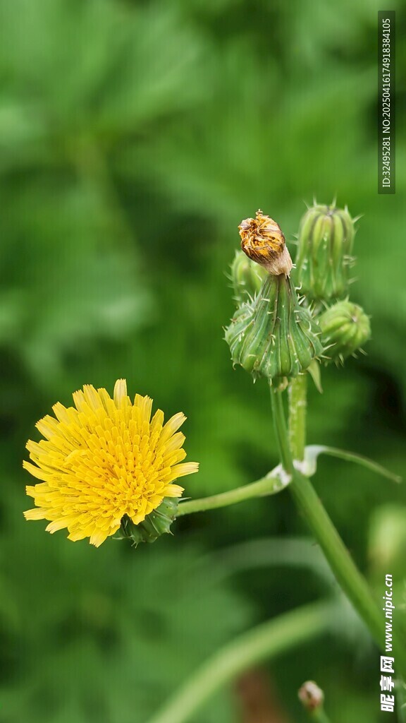 野菊