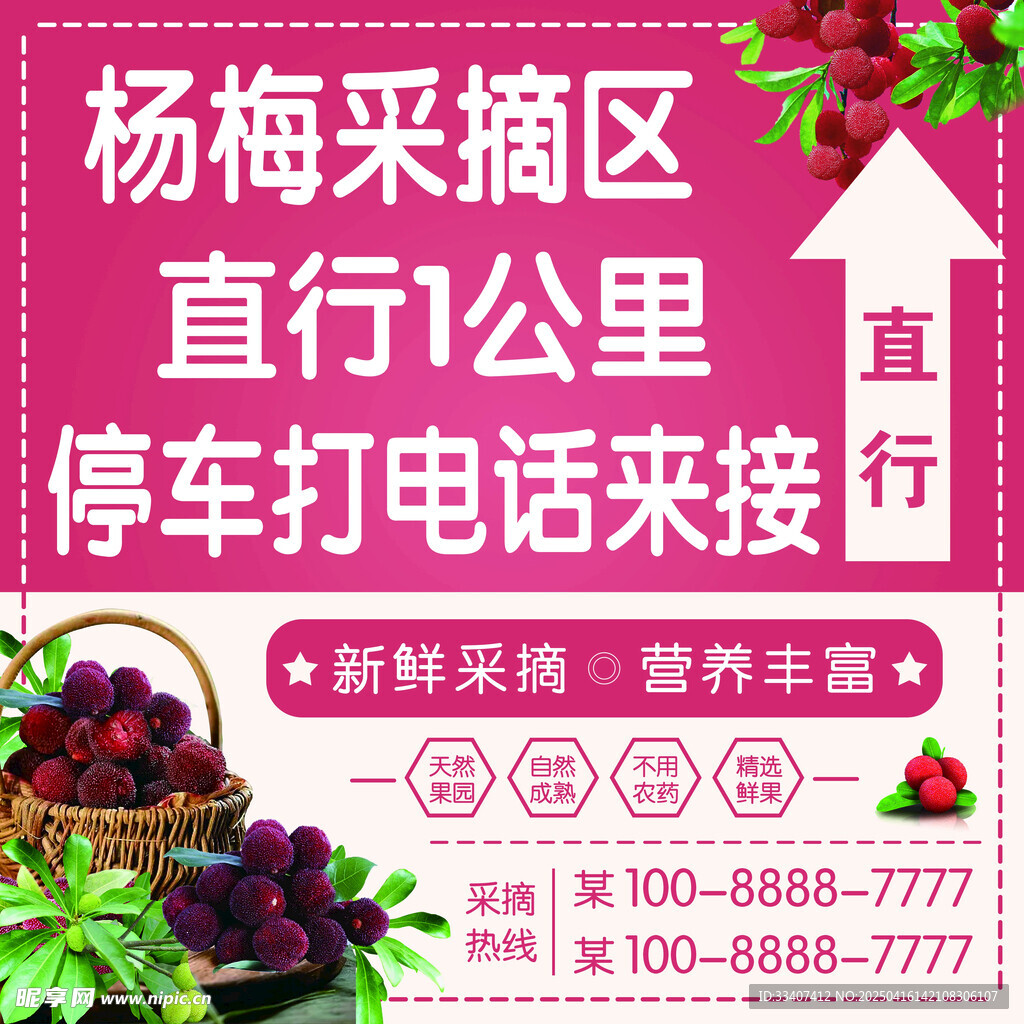 杨梅采摘园