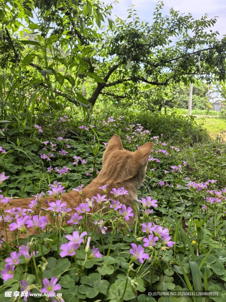 酢浆草花