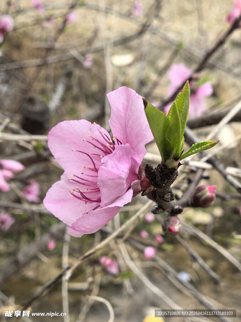 桃花