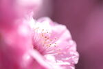 桃花花蕊