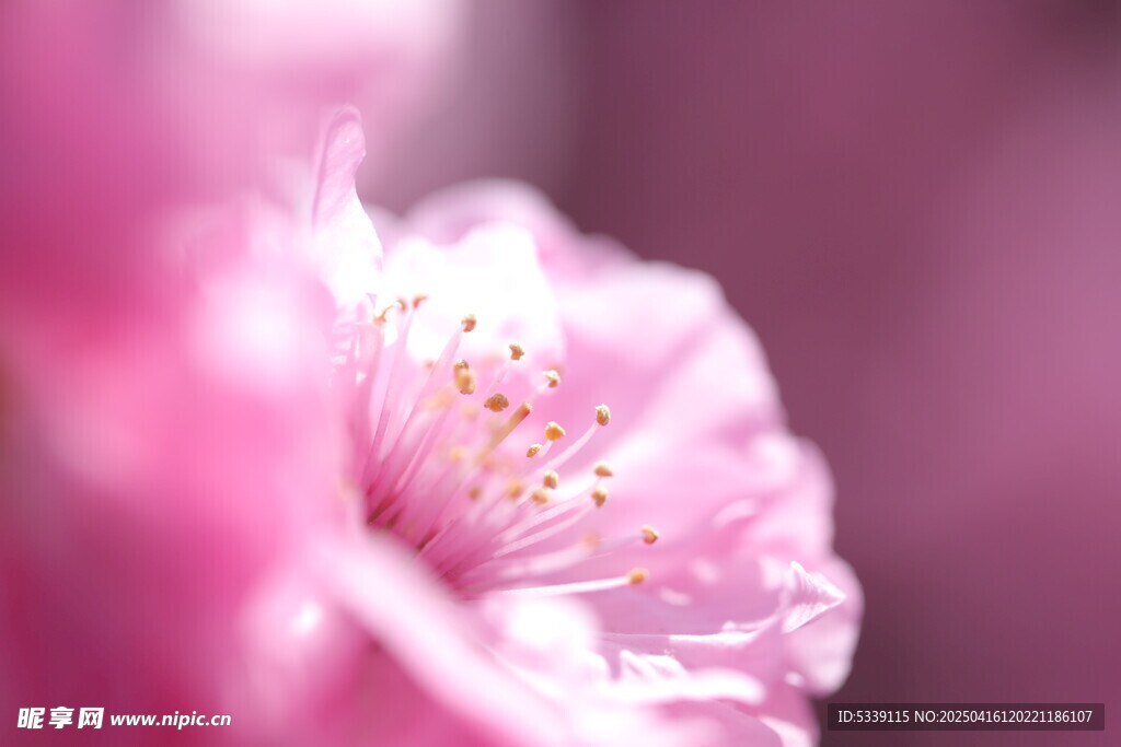 桃花花蕊
