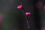 山桃花