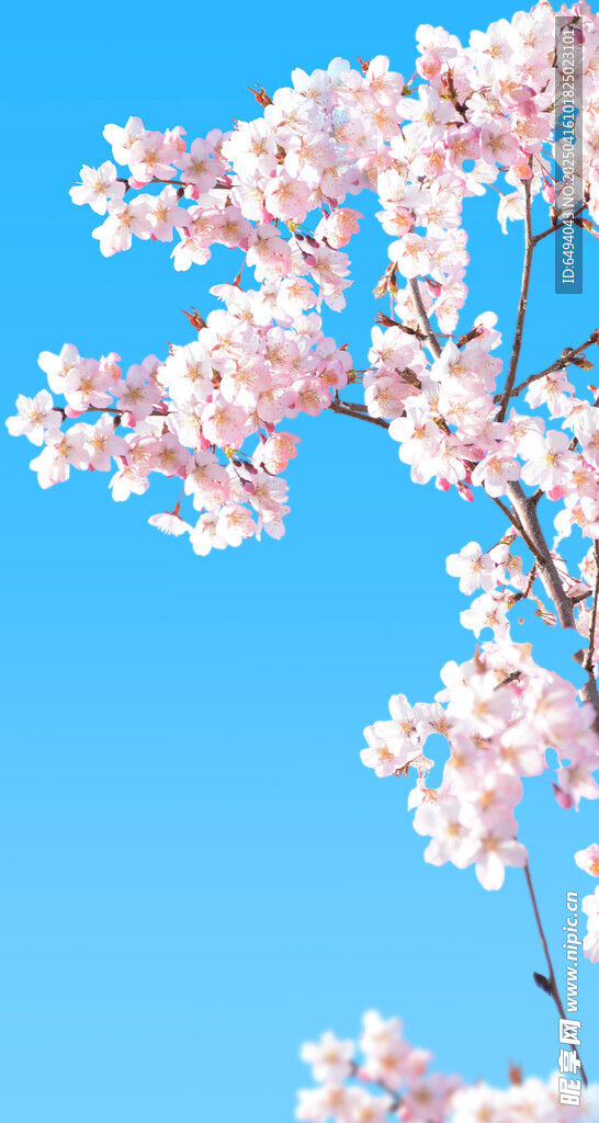 蓝天映衬下的粉嫩樱花枝免抠图