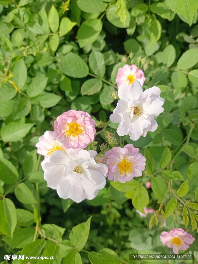 蔷薇