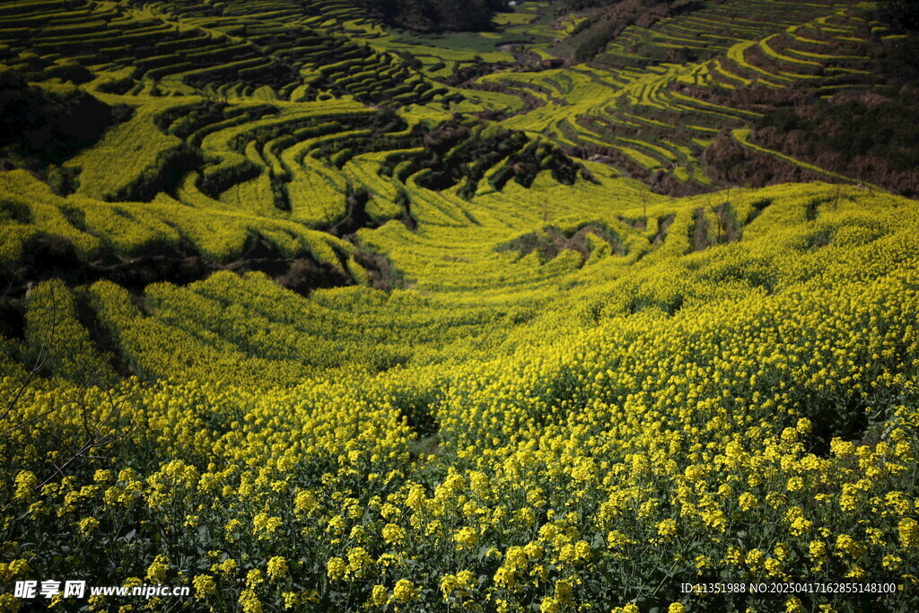 油菜花海