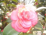 山茶花盛开