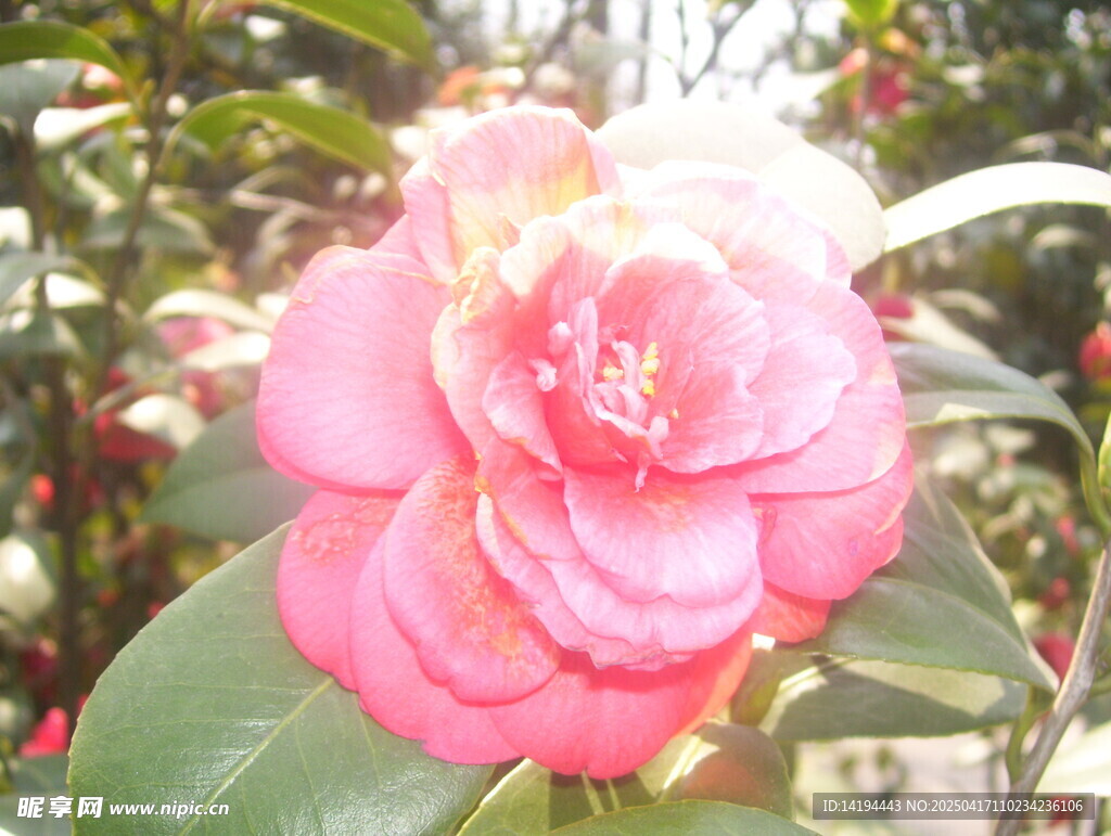 山茶花盛开