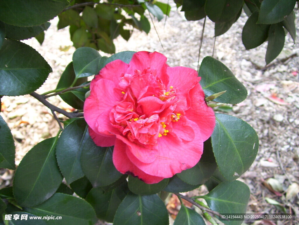 山茶花盛开