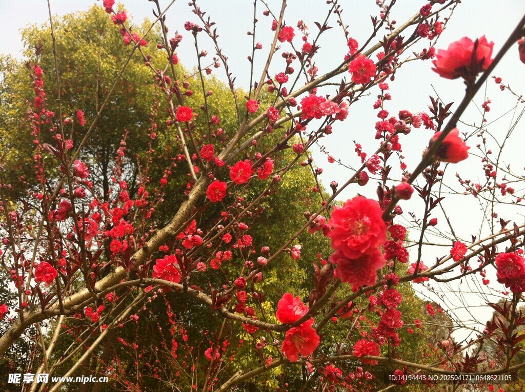 梅花盛开