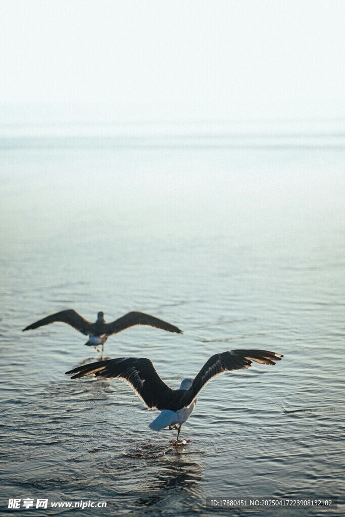 海鸥