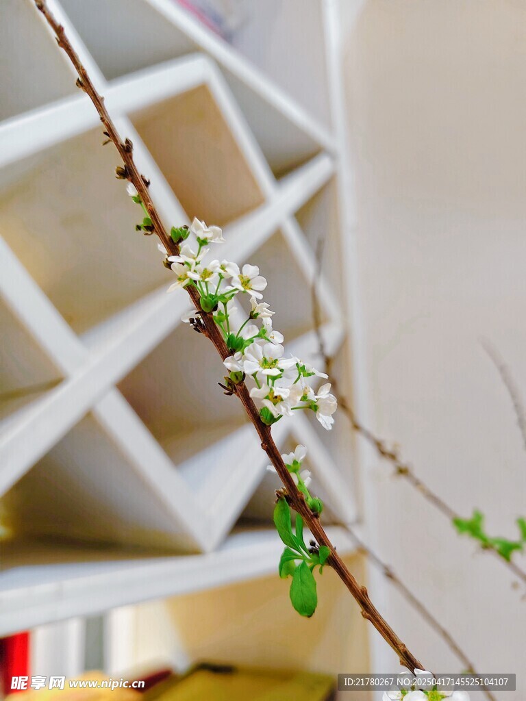 枝头绽放的素雅小花
