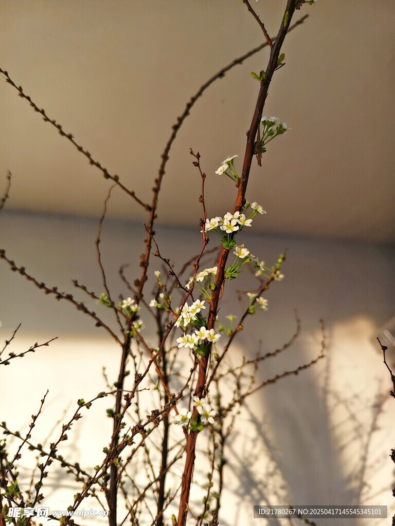 枝头绽白花