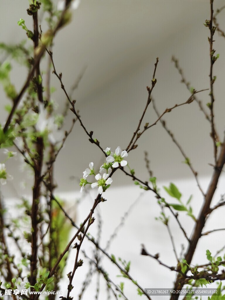 枝头白花初绽