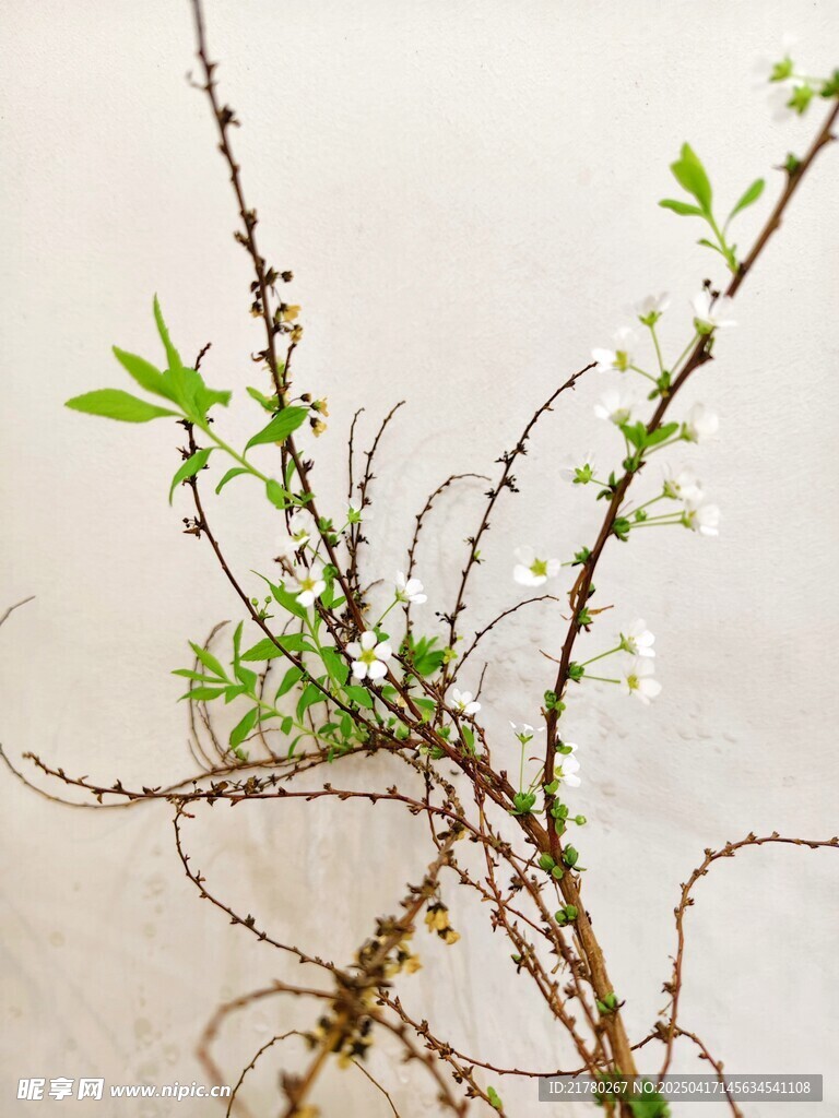 嫩绿枝条