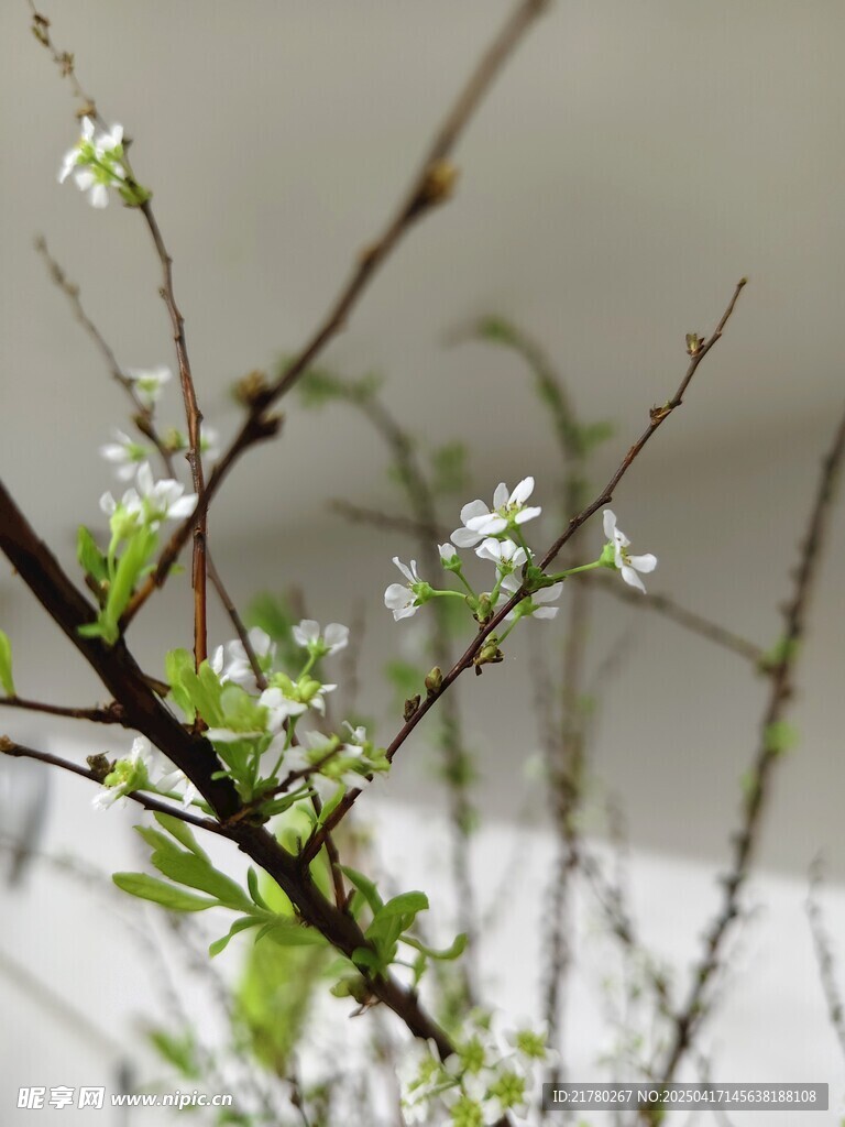 枝头白花绽放