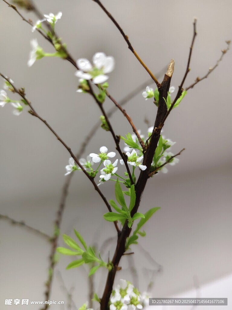 素雅白花枝条清新景致