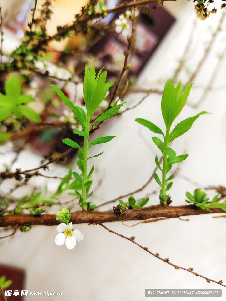 嫩绿枝叶伴白花小景