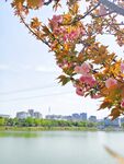湖畔美景 樱花树下