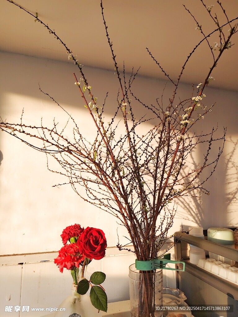 雪柳光影