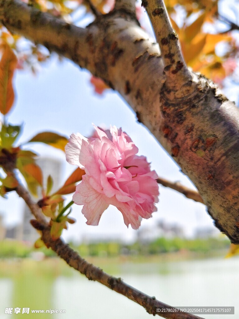樱花开枝头