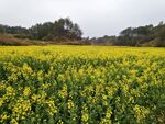 山野间的油菜