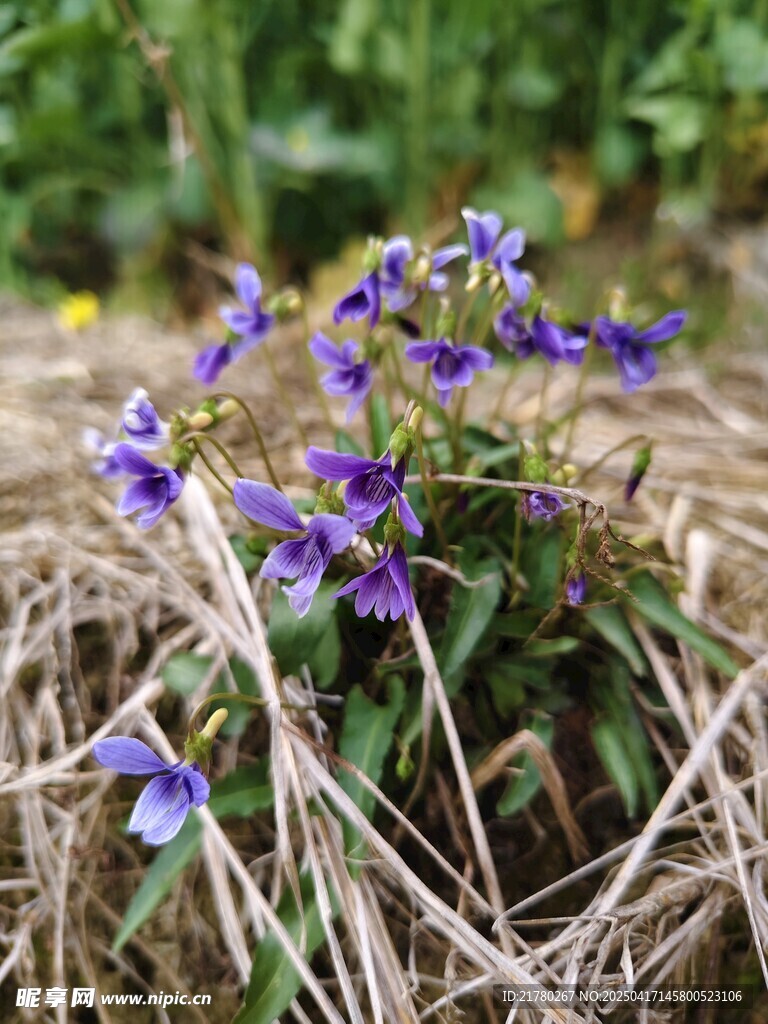 紫色小野花
