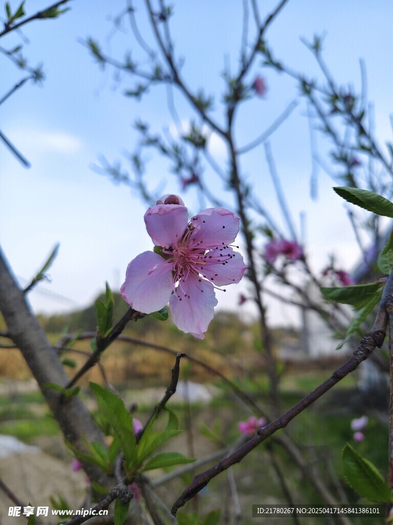 一朵桃花开枝头