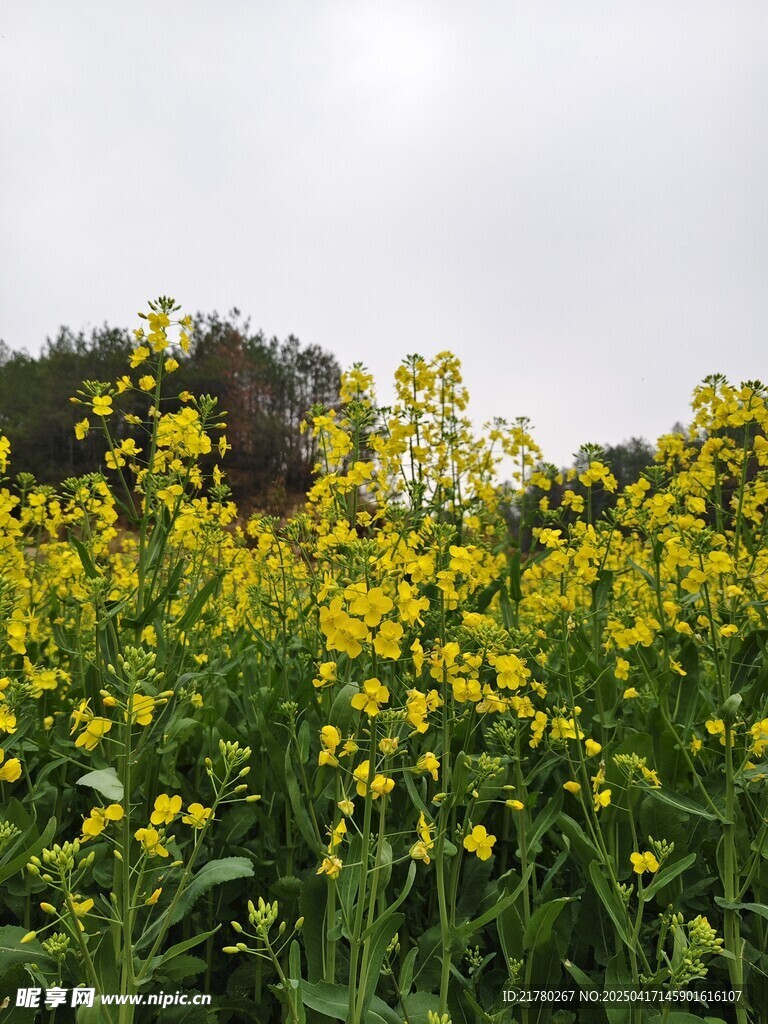 油菜花
