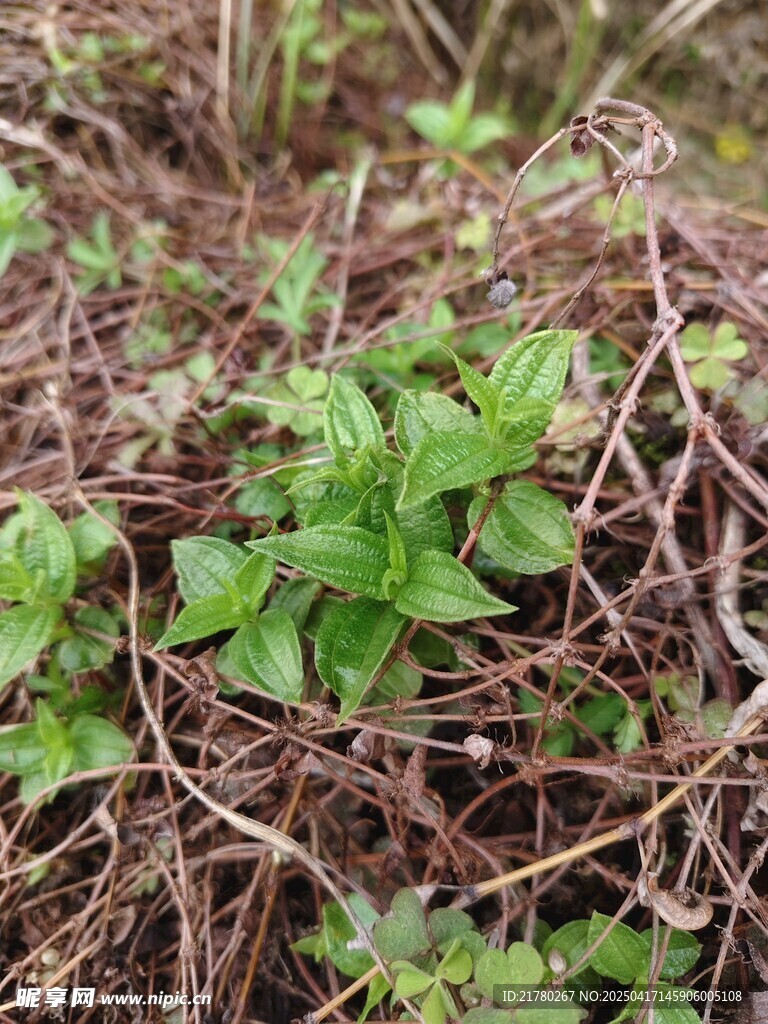 糯米草绿植