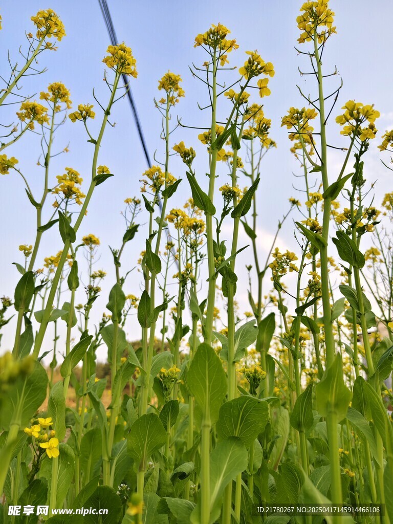 油菜花摄影