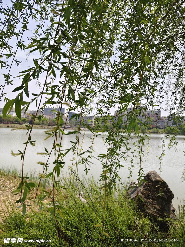 湖畔垂柳 绿意盎然