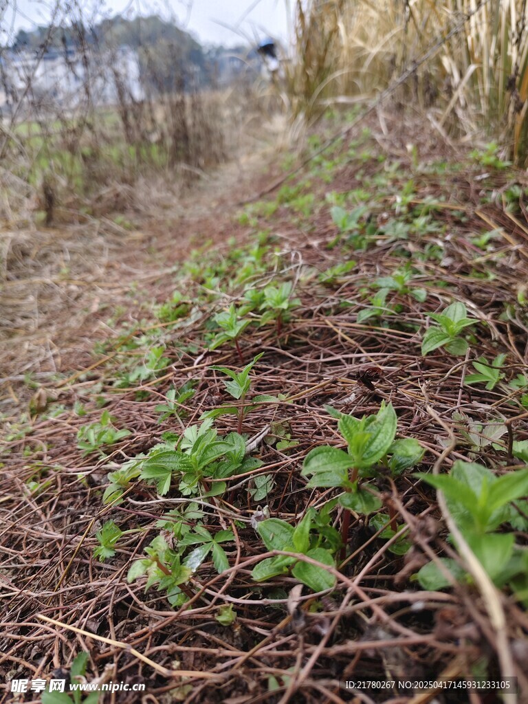 枯藤草丛中