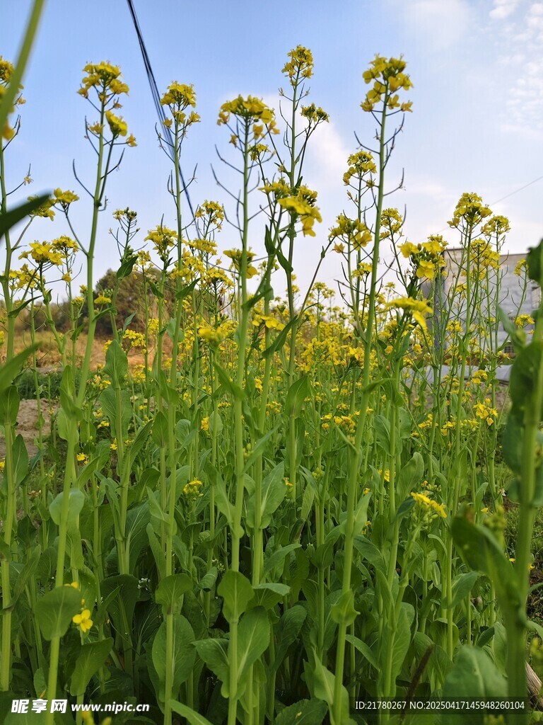 春日灿烂油菜花