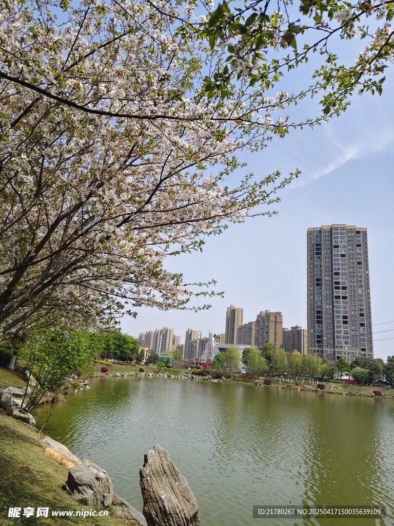 湖畔春景 樱花