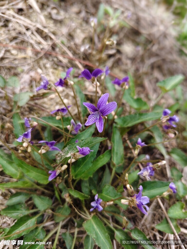 紫色小花绽放于草丛间