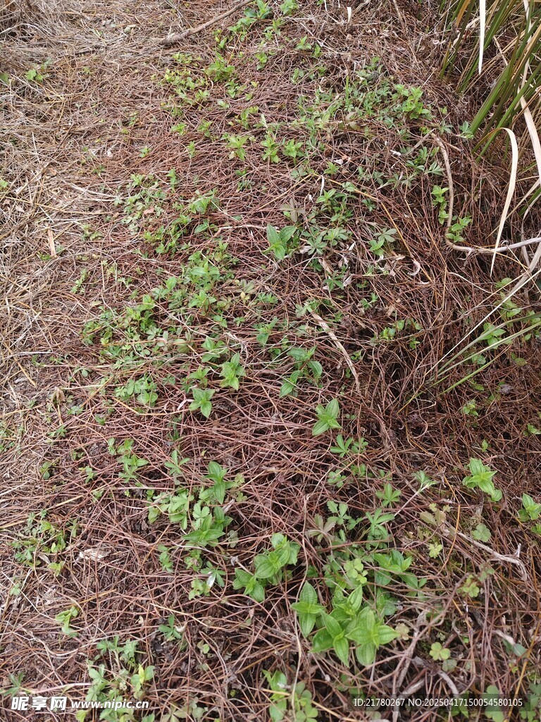 地面上的嫩绿植物