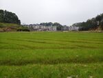 田坎 田园