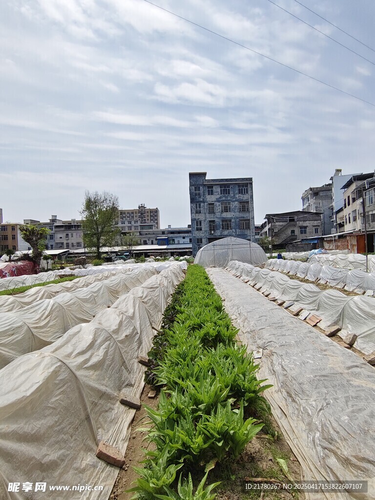 种菜 莴苣