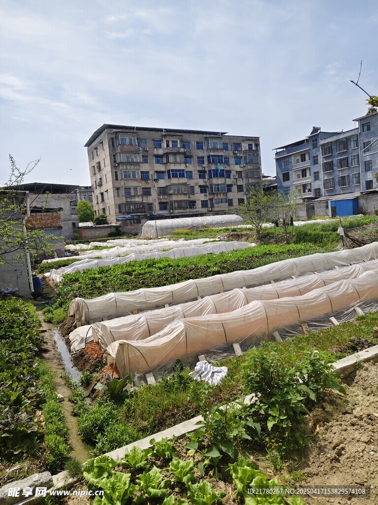 菜园