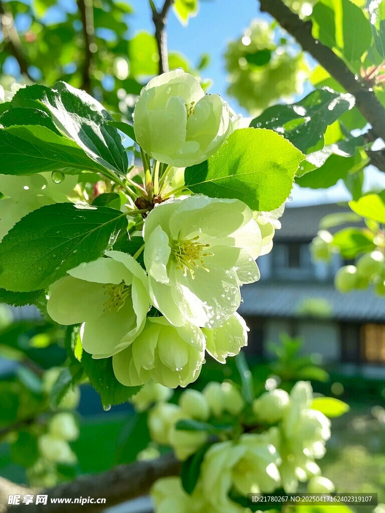 枝头绽放的嫩绿苹果花