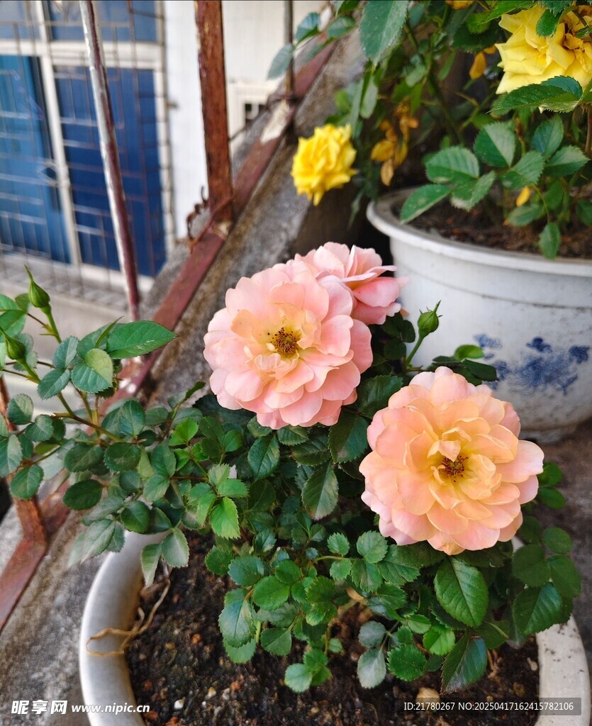 盆栽月季花