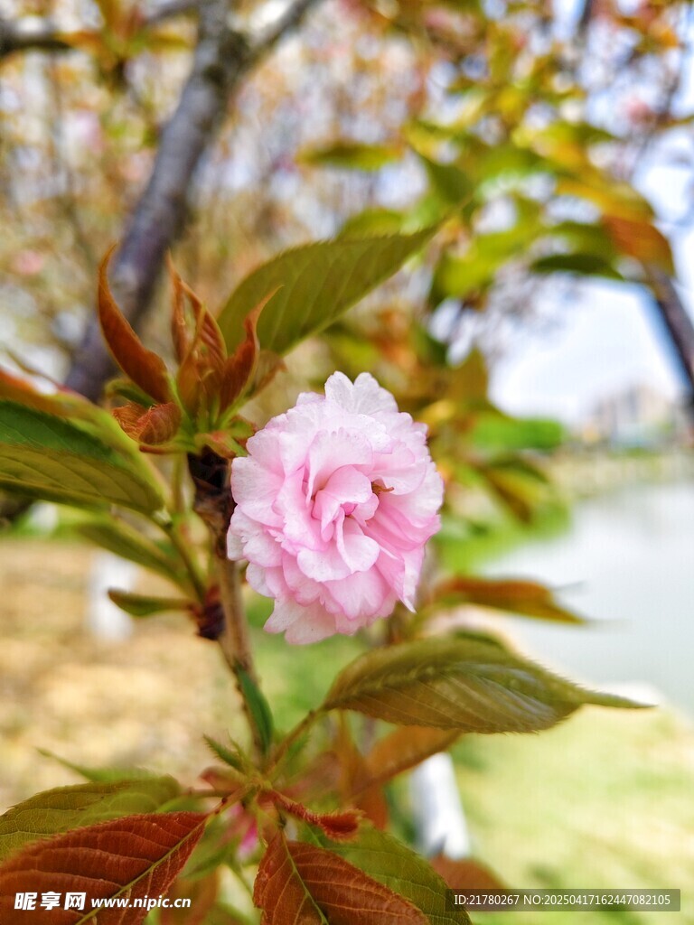 娇艳粉色花朵绽放枝头