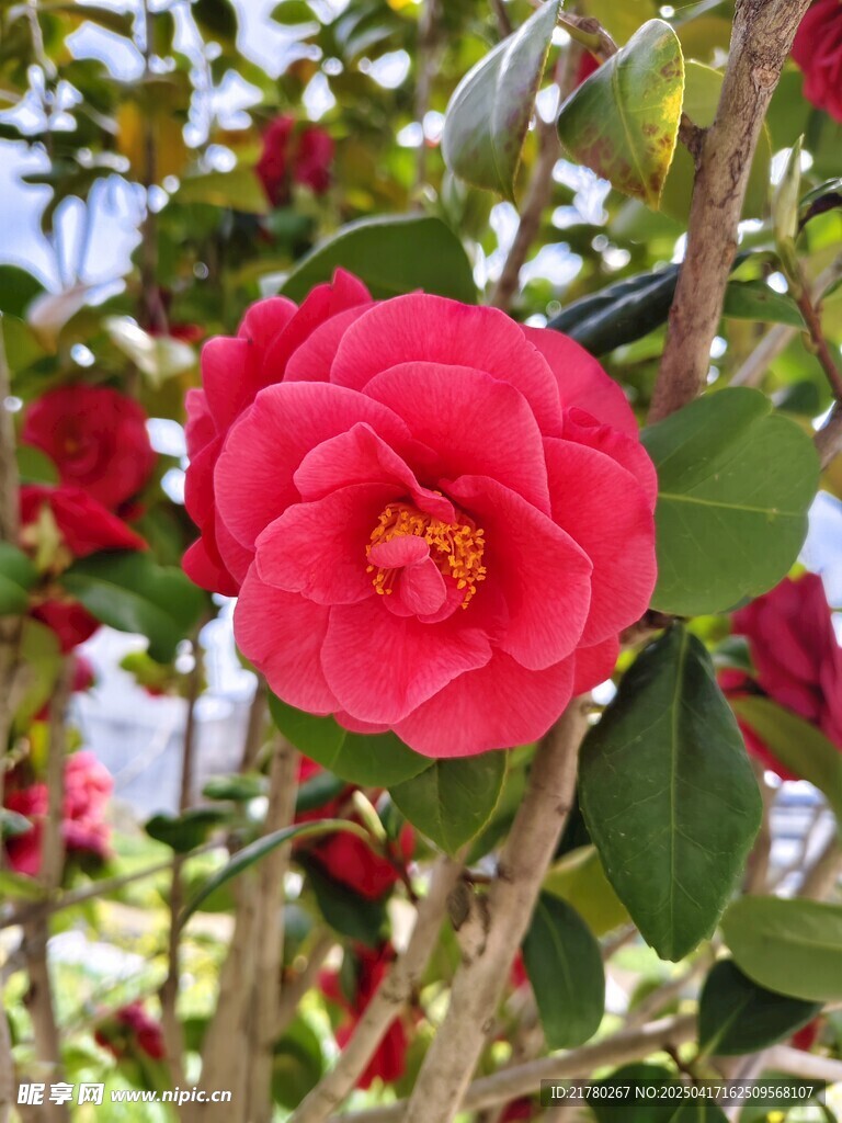娇艳盛开的红色山茶花