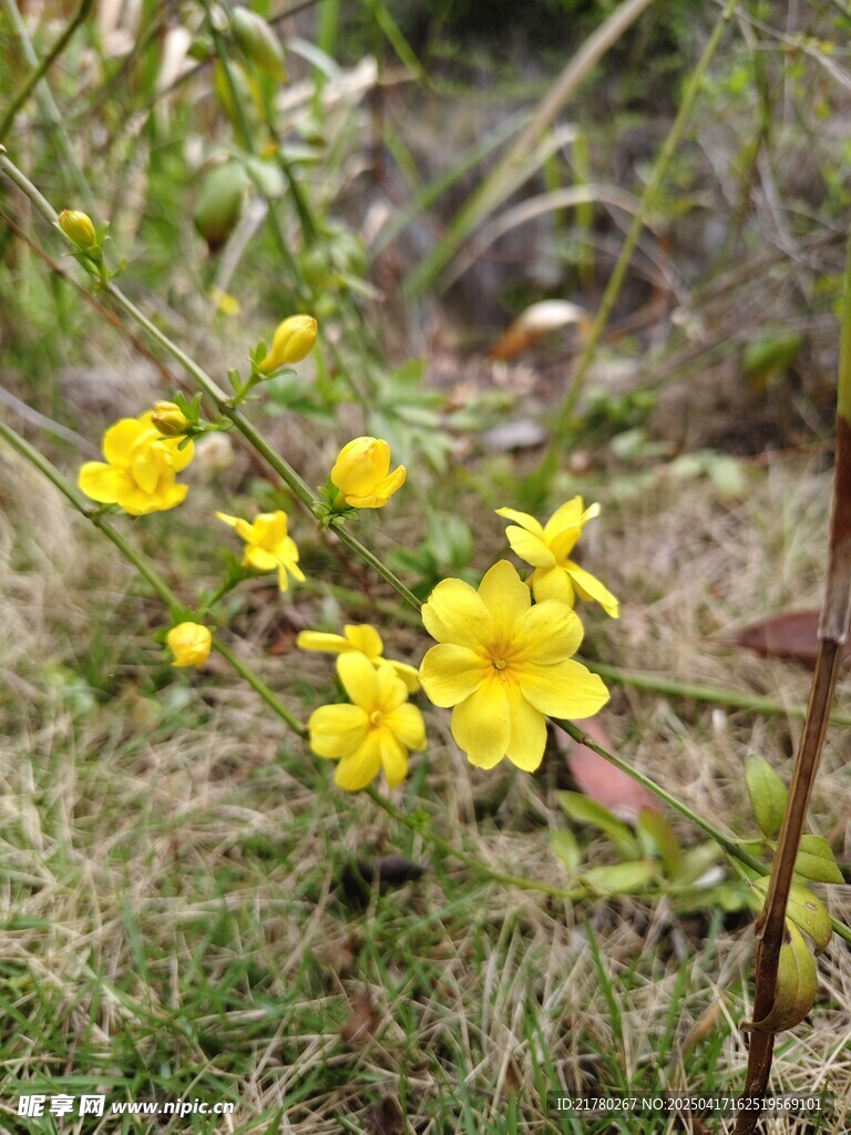 迎春花枝