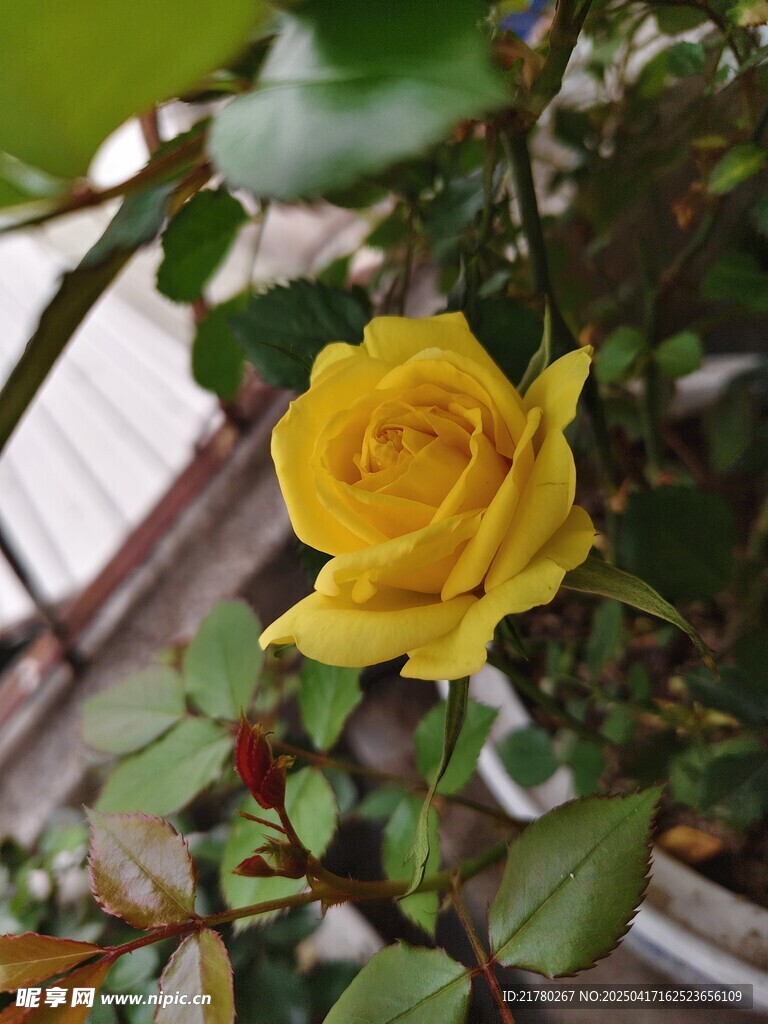 一朵黄玫瑰