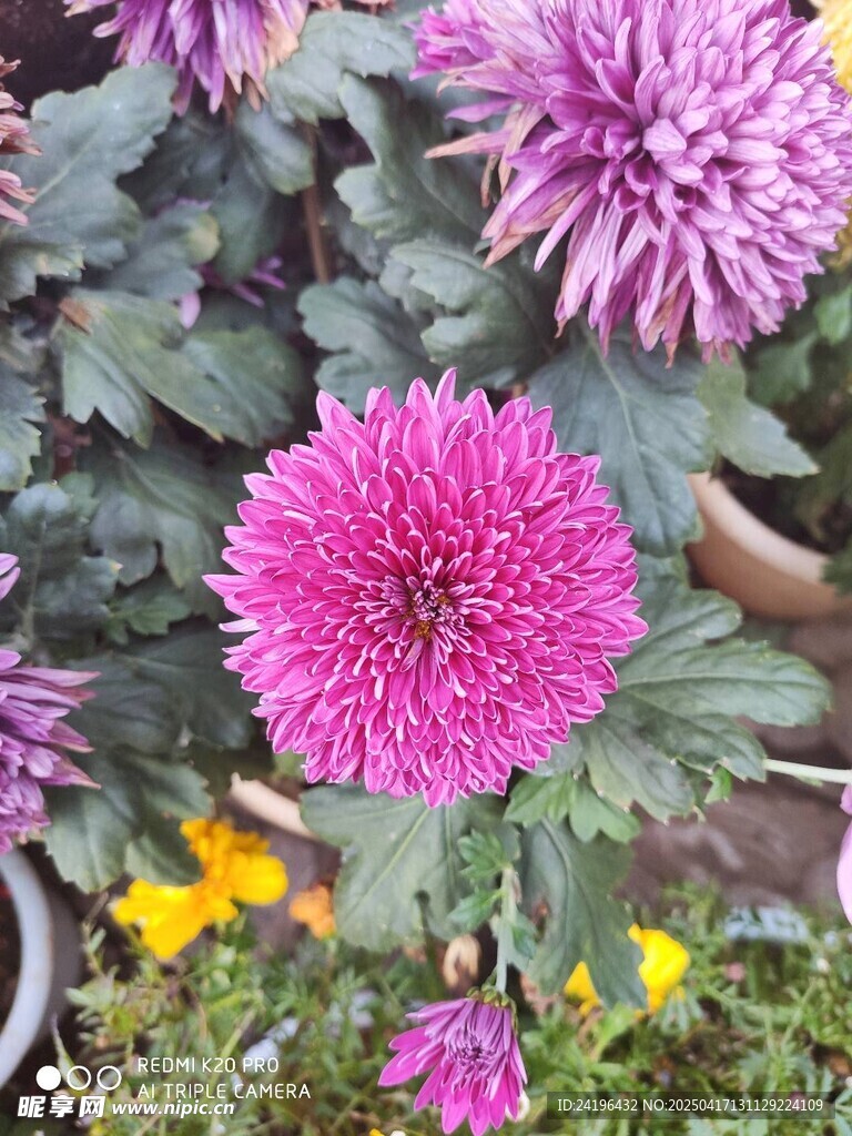 艳丽多彩菊花绽放