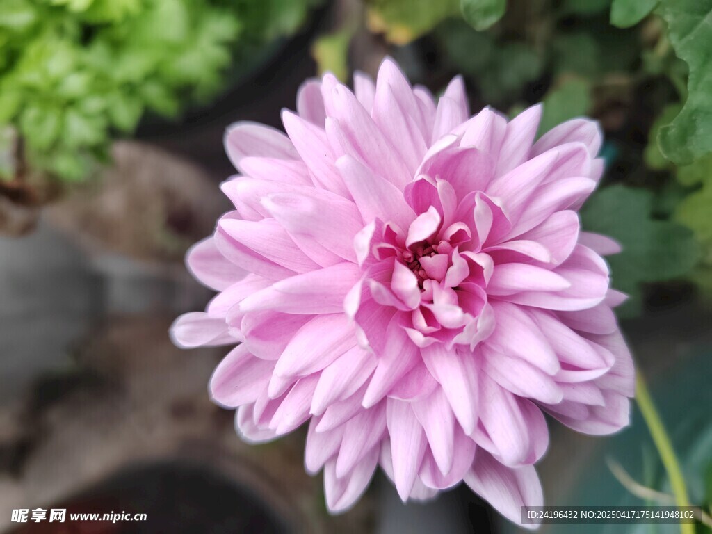 粉色大丽花特写