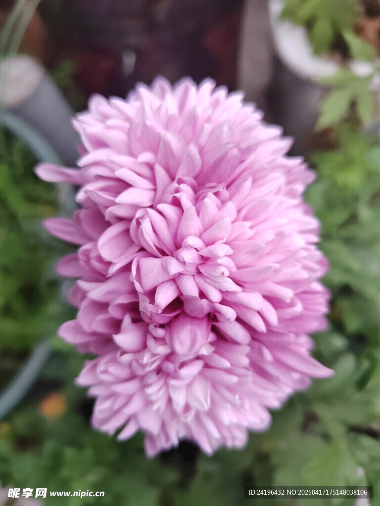 粉色菊花特写